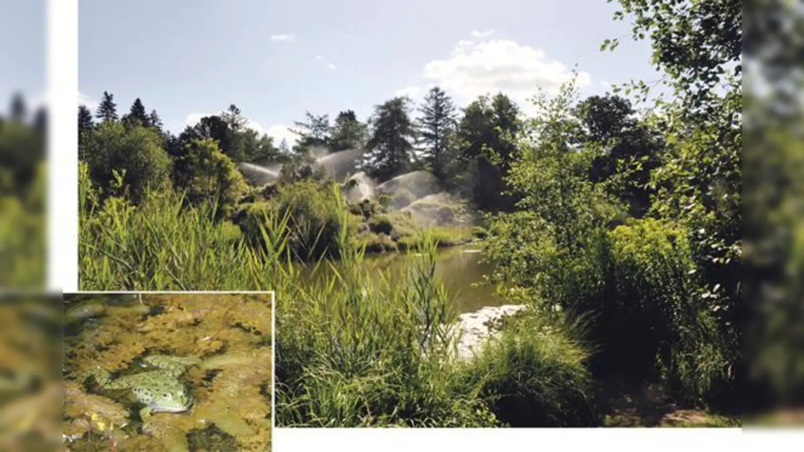 Dieses Mal widmen sich die Führungen den Strategien für Sumpf- und Wasserpflanzen zum Überleben. 	 (Foto: Franz Höck, Botanischer Garten München)