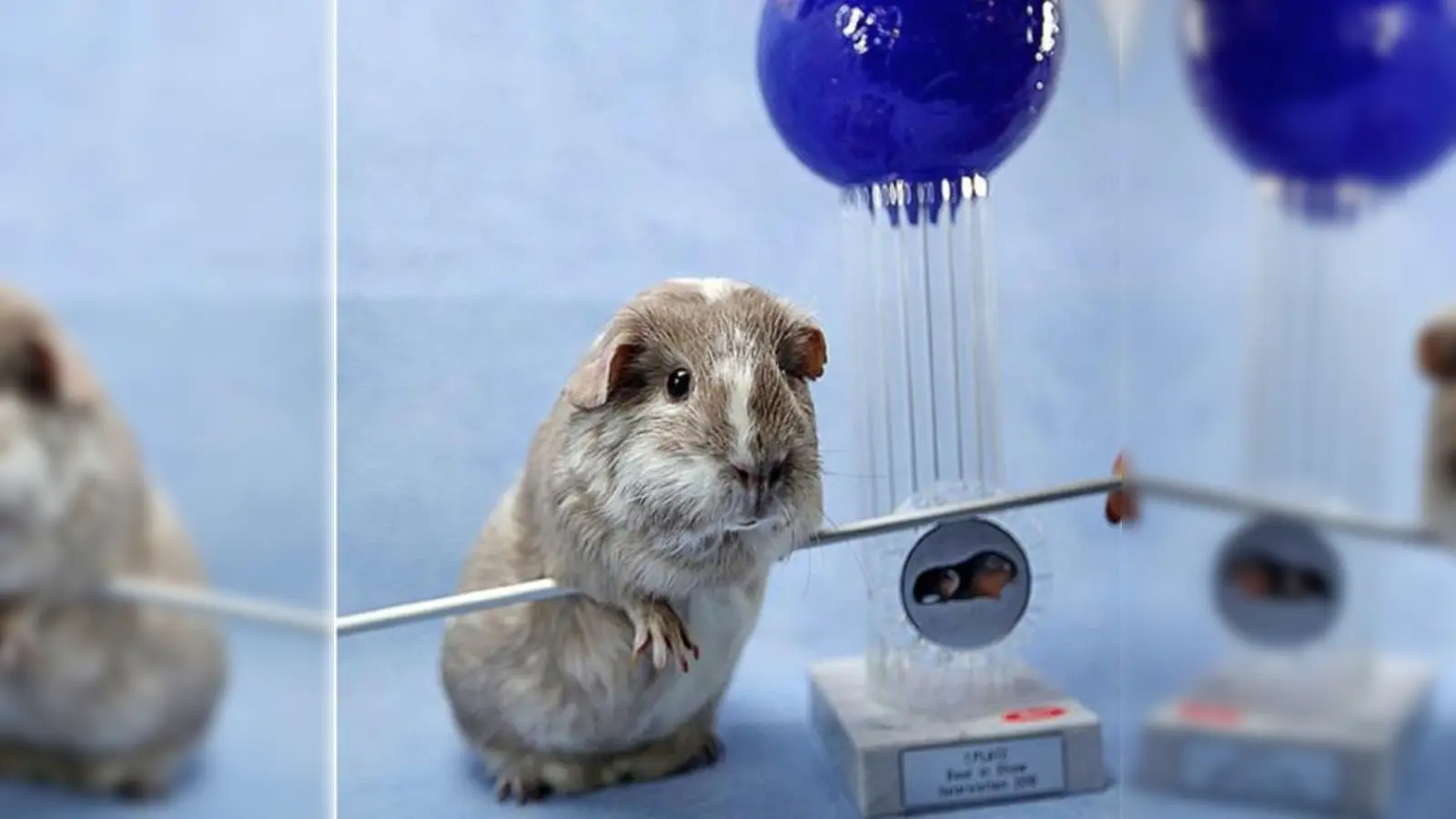 Im letzten Jahr überzeugte dieses fidele Meerschweinchen die Jury am meisten.	 (Foto: VA)