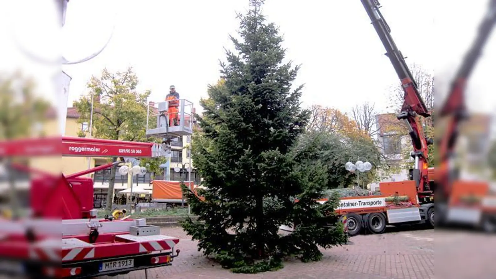 Diesmal stammen die Garchinger Christbäume nicht aus örtlichen Privatgärten.	 (Foto: VA)