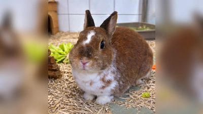 Zwergkaninchen Max Musterbunny. (Foto: Tierheim Riem)