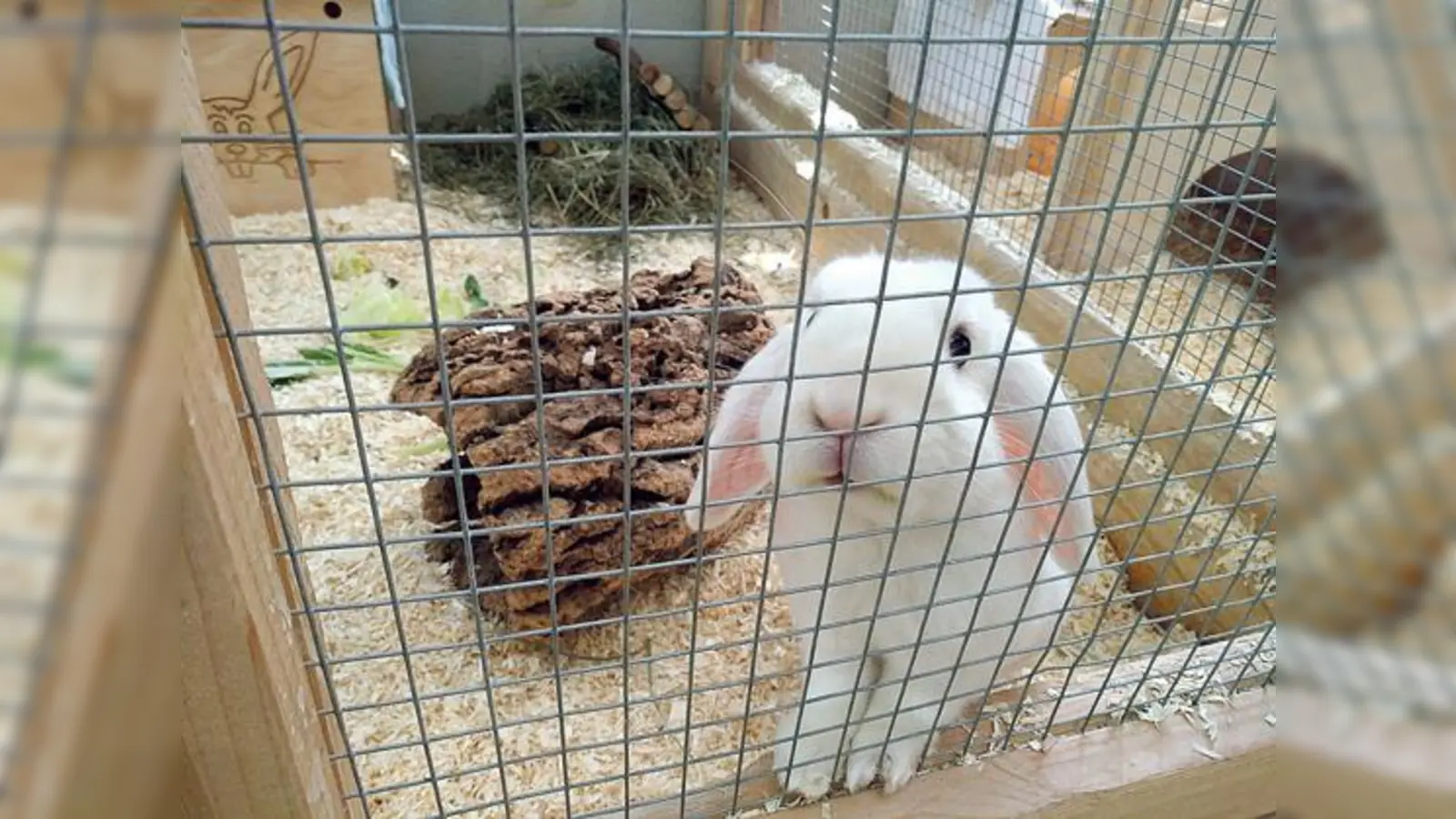 Während der Urlaubszeit werden rund ein Drittel mehr Kleintiere, wie Hasen, Katzen und Hunde im Tierheim Riem abgegeben. Jetzt benötigt das Tierheim dringend ehrenamtliche Helfer, um den Tieren den so wichtigen menschlichen Kontakt zu ermöglichen.  (F: ahi)