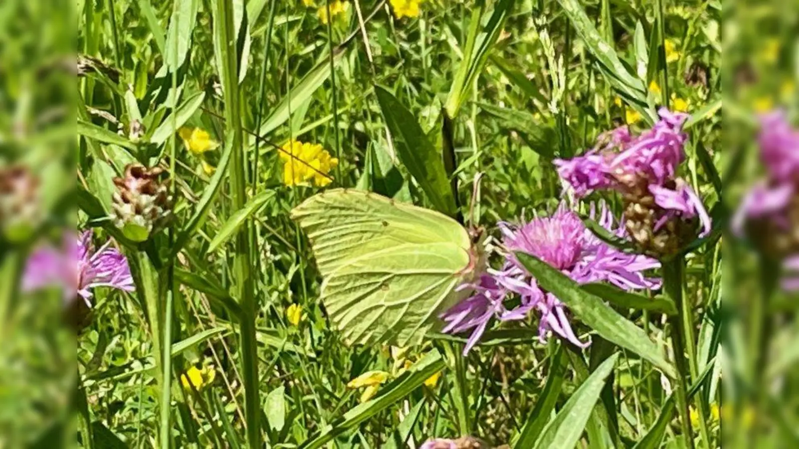 Sind Blühwiesen richtig angelegt, so sind sie ein gedeckter Tisch für eine Vielzahl von Insekten. (Foto: bb)