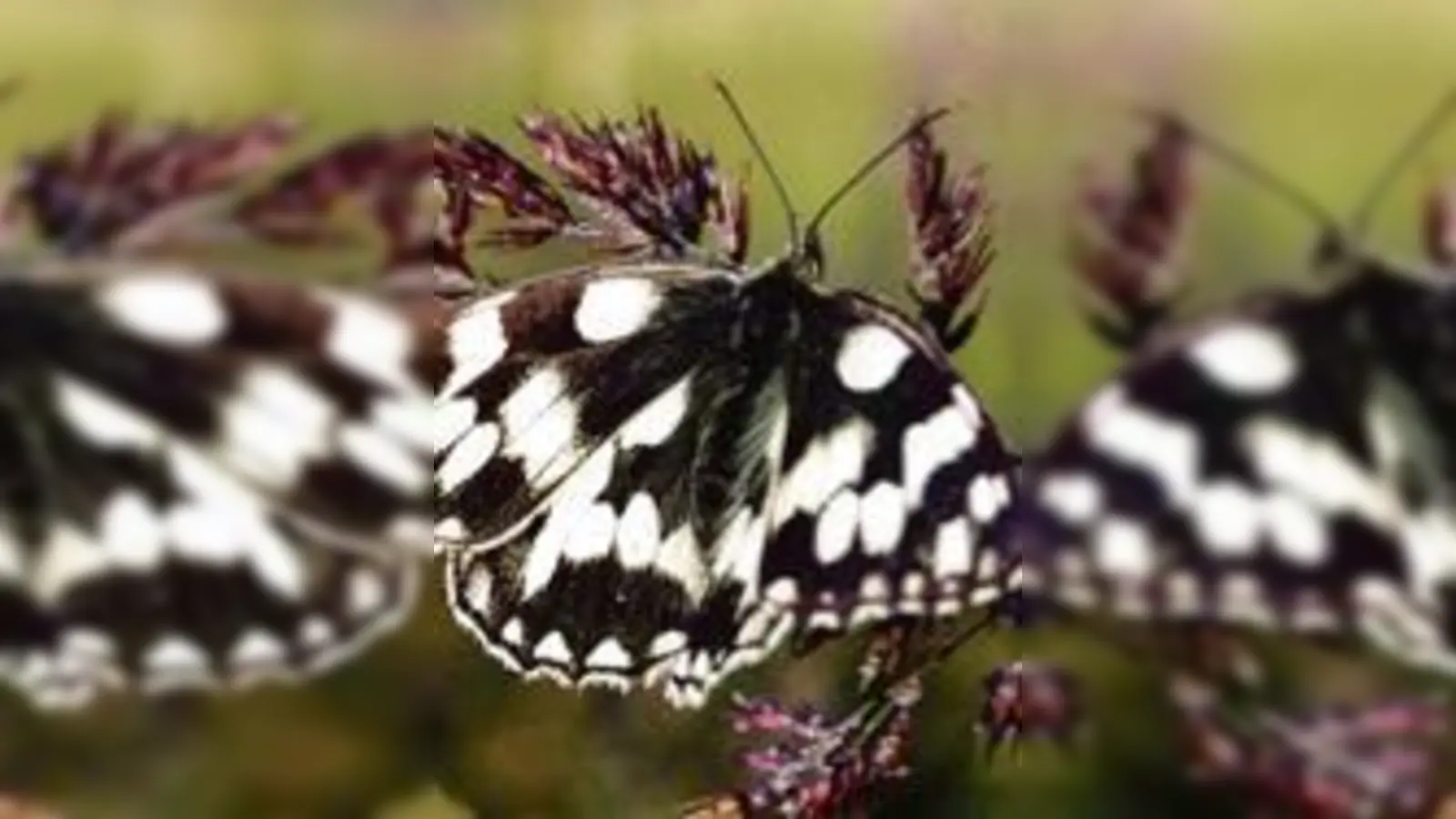 Der Schachbrettfalter ist nur einer von vielen »Einheimischen«, die es zu entdecken gilt.  (Foto: VA)