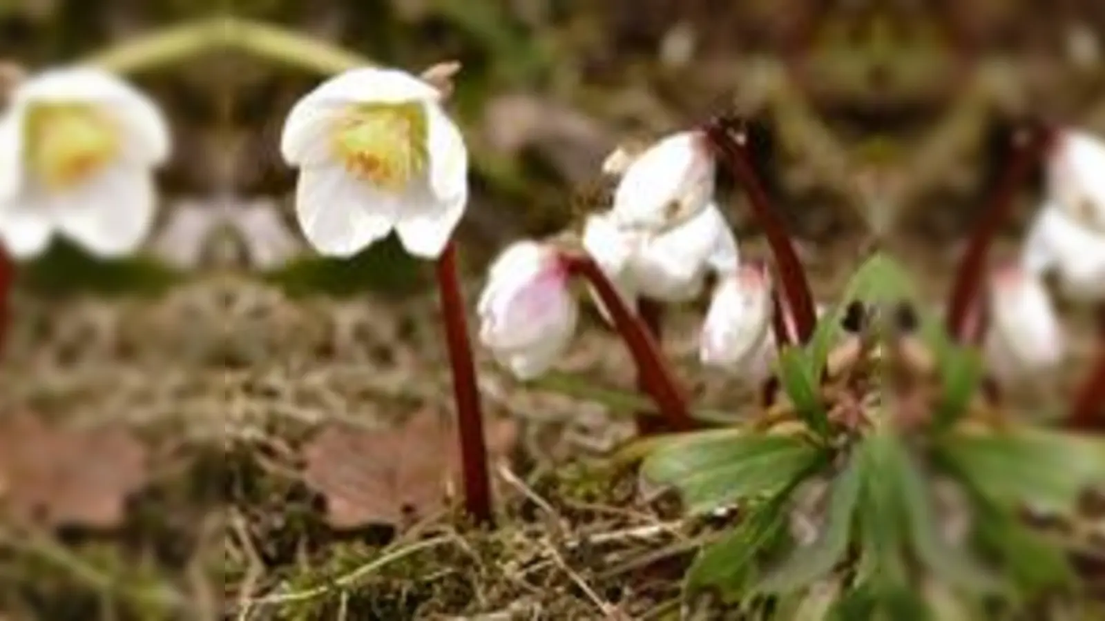 Als wollten sie sagen: Der Frühling ist da!	 (Foto: VA)