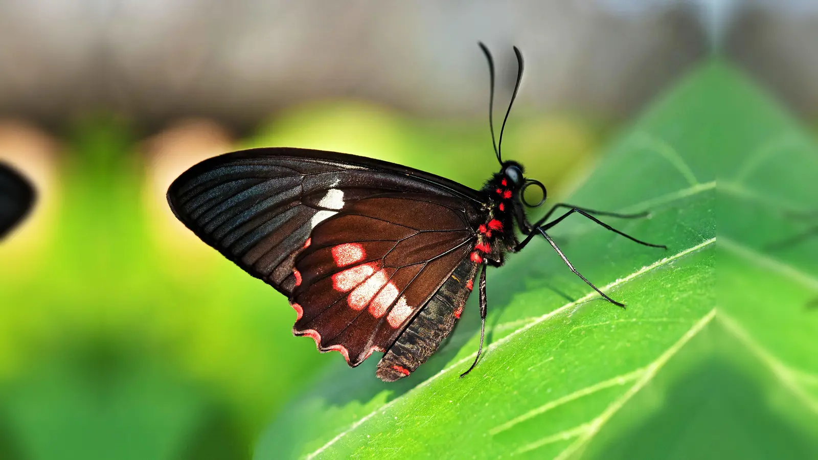 Parides arcas gehört zu den Ritterfaltern (Papilionidae). Diese Schmetterlingsfamilie hat sich in den Tropen und Subtropen besonders artenreich entwickelt. Aber auch der heimische Schwalbenschwanz gehört zu den Ritterfaltern. (Foto: © Thomas Zeidler)