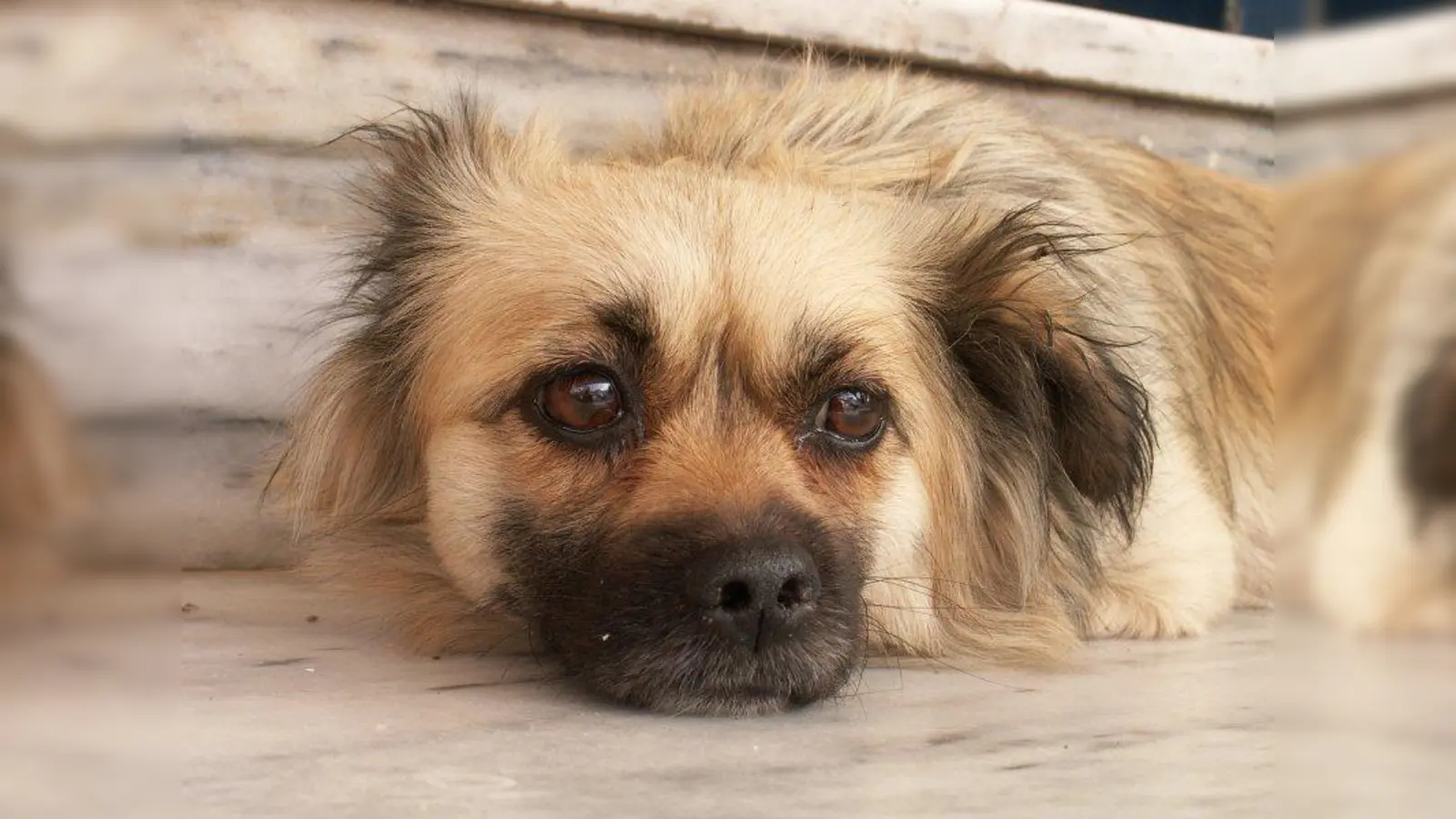 Damit der Hund auch in der Silvesternacht einigermaßen entspannt bleibt, sollte man ihm in der Wohnung durch vertraute Geräusche Sicherheit geben. (Foto: Helmut J. Salzer/pixelio.de)