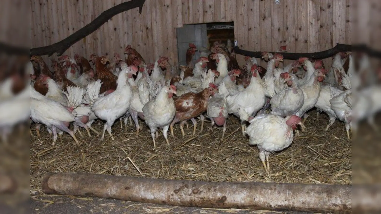 Bereit für ein artgerechtes Leben: 300 Legehennen wurden vom Tierschutzverein vor der Vergasung bewahrt. (Foto: Tierheim München)