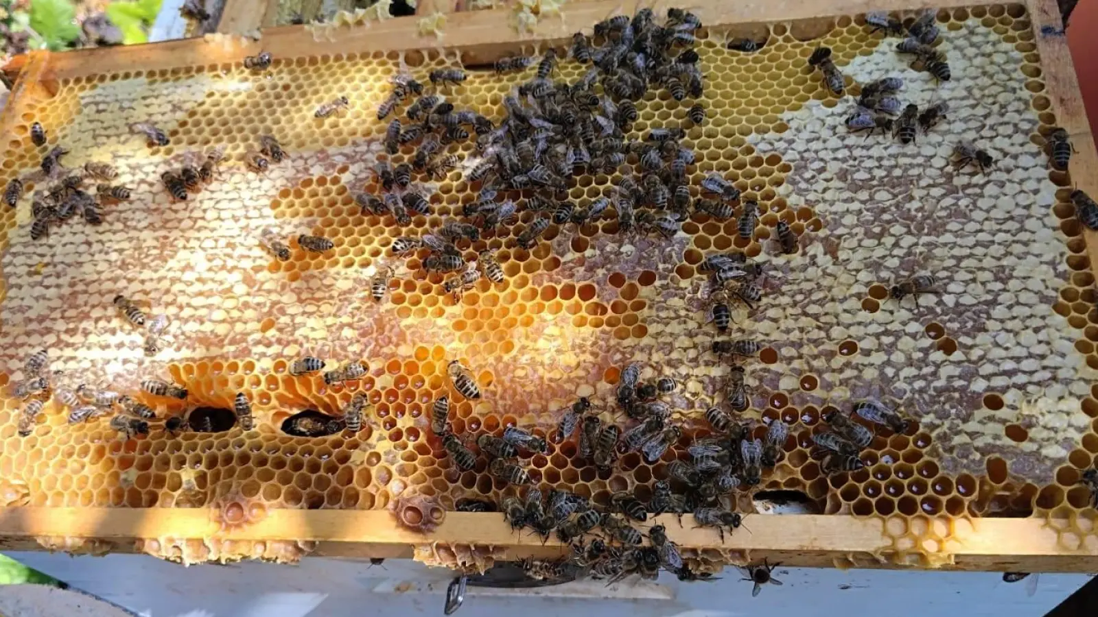 Im Hochsommer verteidigen die Bienen ihren gesammelten Honig, sie brauchen ihn ja eigentlich für ihre Brut im Winter. (Foto: bro)