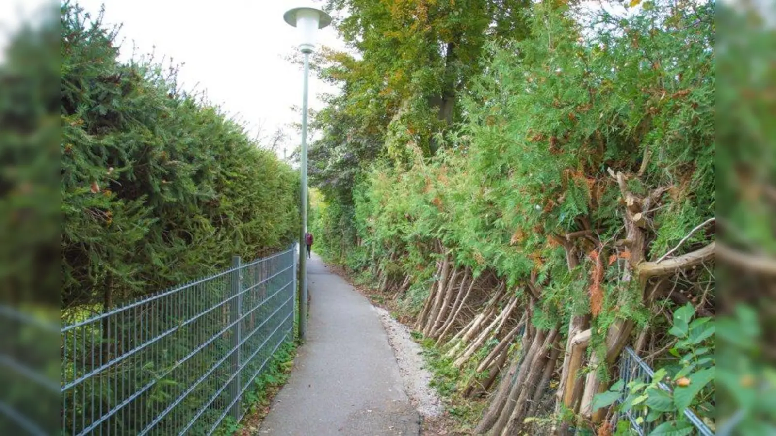 Die Hecke muss weichen, da der Weg breiter gemacht werden muss. (Foto: Gemeinde Herrsching)