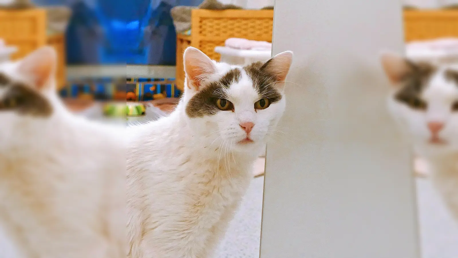 Europäisch Kurzhaar Katze Malika. (Foto: Tierheim Riem)