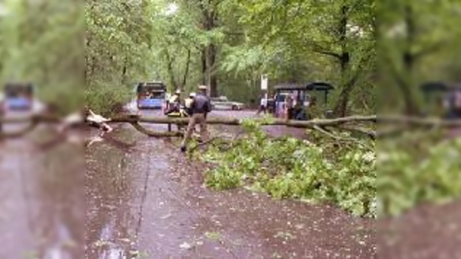 Unwetter am Samstagabend: Im Englischen Garten war ein Baum vom Blitz getroffen worden.  (Foto: Feuerwehr)