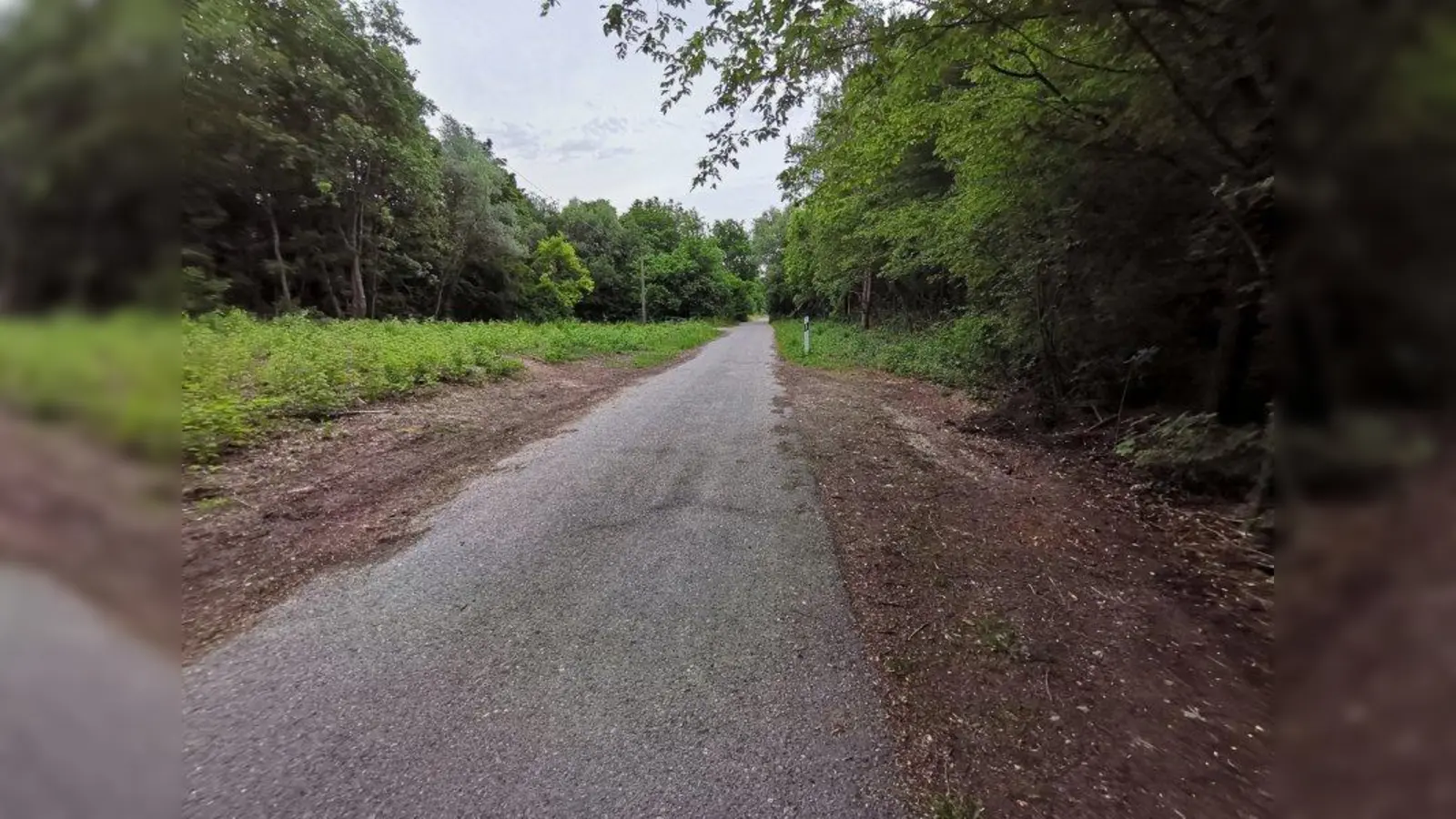 Weil der asphaltierte Weg der Oberen Allee an der Allacher Lohe unbefugter Weise befahren wird, haben sich im Naturschutzgebiet Parkbuchten gebildet. (Foto: Grüne)