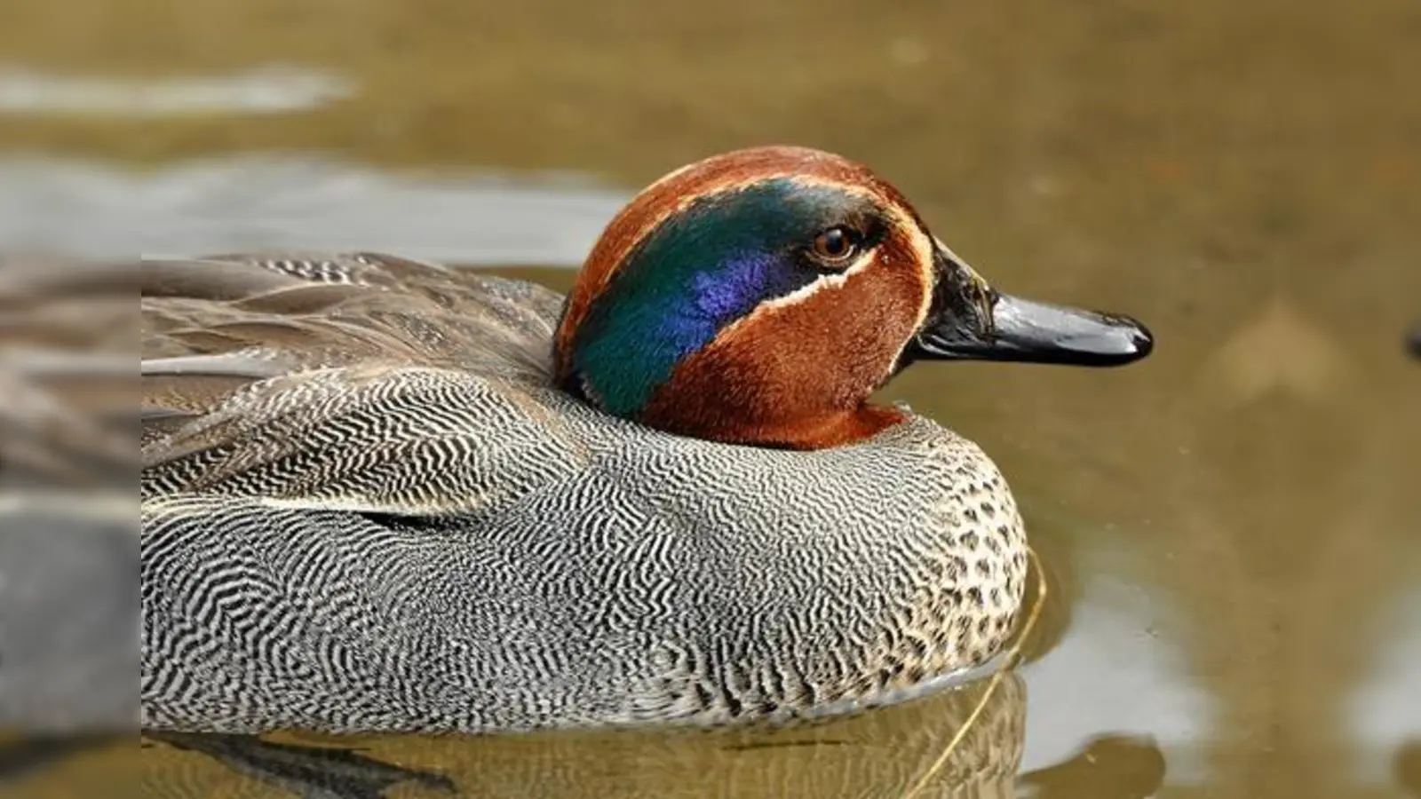 Bunt und schön im Ententeich: eine Krickente. Vielleicht kommt auch sie vors Fernglas. 	 (Foto: VA)
