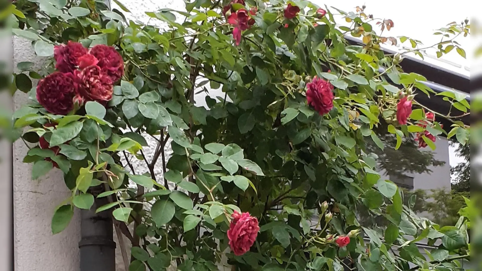 Die Kletterrose dient vor allem der Dekoration. Wie man mit Pflanzen an der Fassade darüber hinaus ein gutes Kleinklima schaffen, Schatten spenden und kühlen kann, wird bei der Exkursion erklärt.  (Foto: mha)