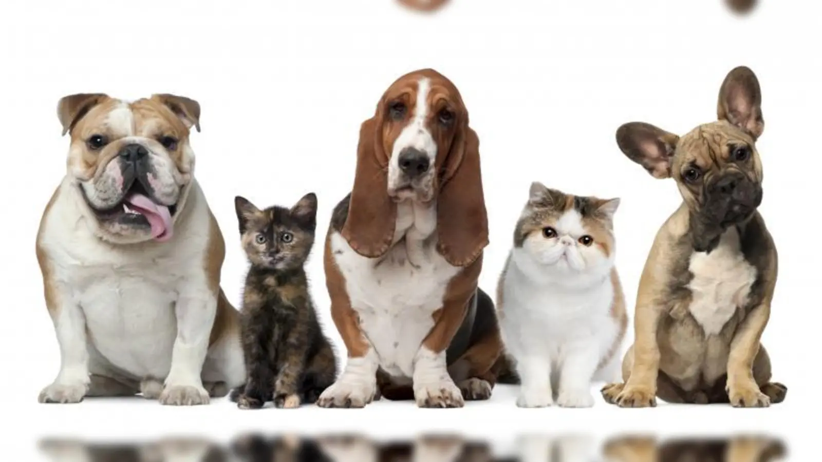 Alles ist gut solange Frauchen oder Herrchen in der Nähe sind. Doch auch für die Urlaubszeit brauchen unsere Lieblinge eine gute Betreuung. (Foto: photos.com)