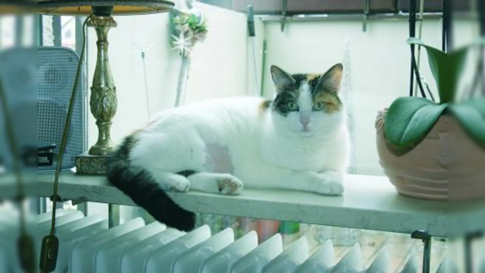 Die Katze von Gisela Köppl wurde von zwei Luftdruckgeschossen im Bauch getroffen. (Foto: as)