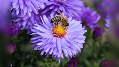 Die 7,5 Hektar große Fläche „Am Mitterfeld“ ist ein Paradies für Wildbienenarten. (Foto: NickRivers, CC0)