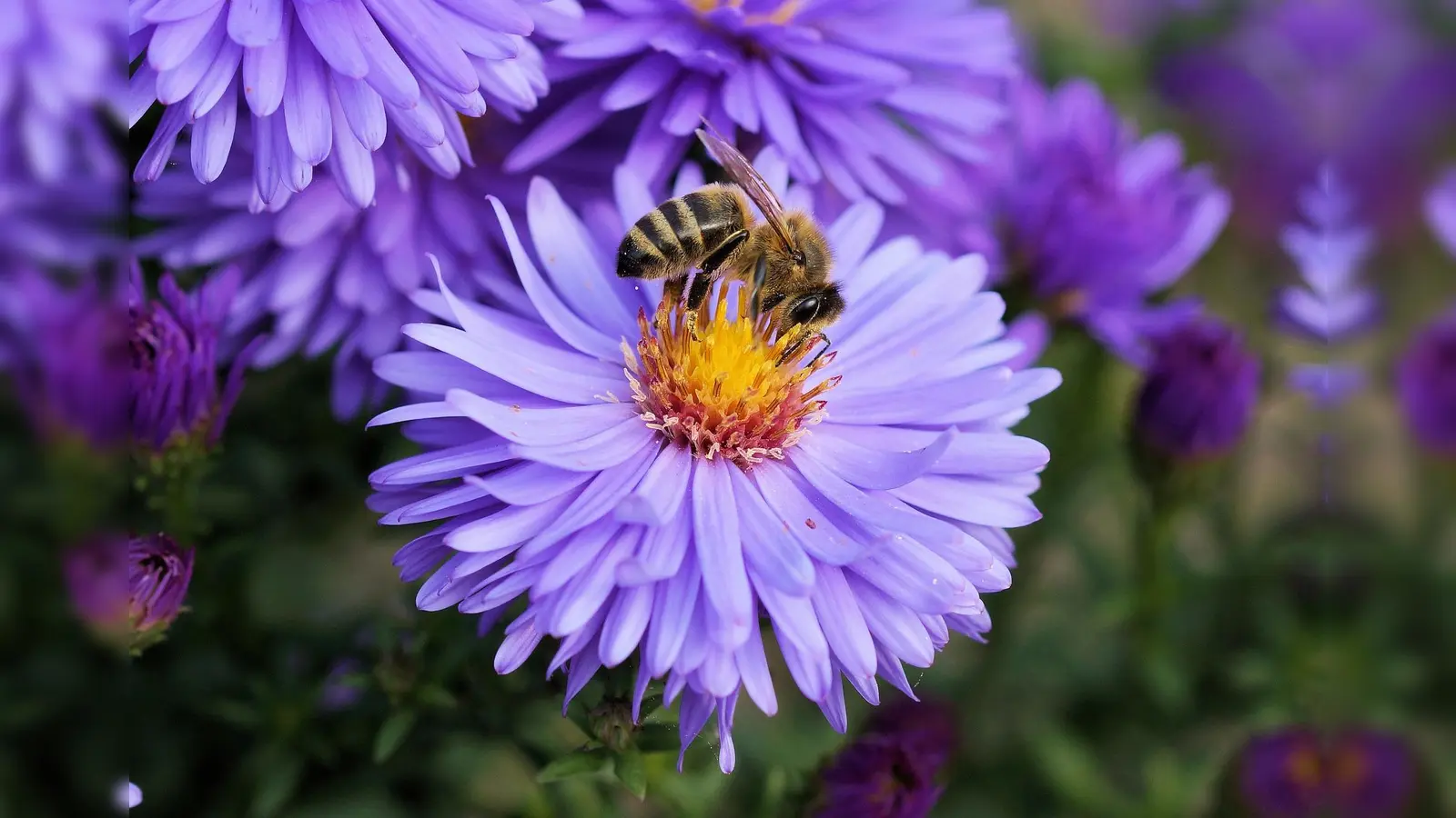 Die 7,5 Hektar große Fläche „Am Mitterfeld“ ist ein Paradies für Wildbienenarten. (Foto: NickRivers, CC0)