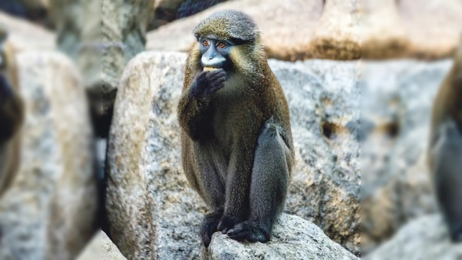 Drei Blaumaulmerrkatzen haben ein neues Zuhause im Münchner Zoo gefunden. 	 (Foto: Tierpark Hellabrunn / Marc Müller)