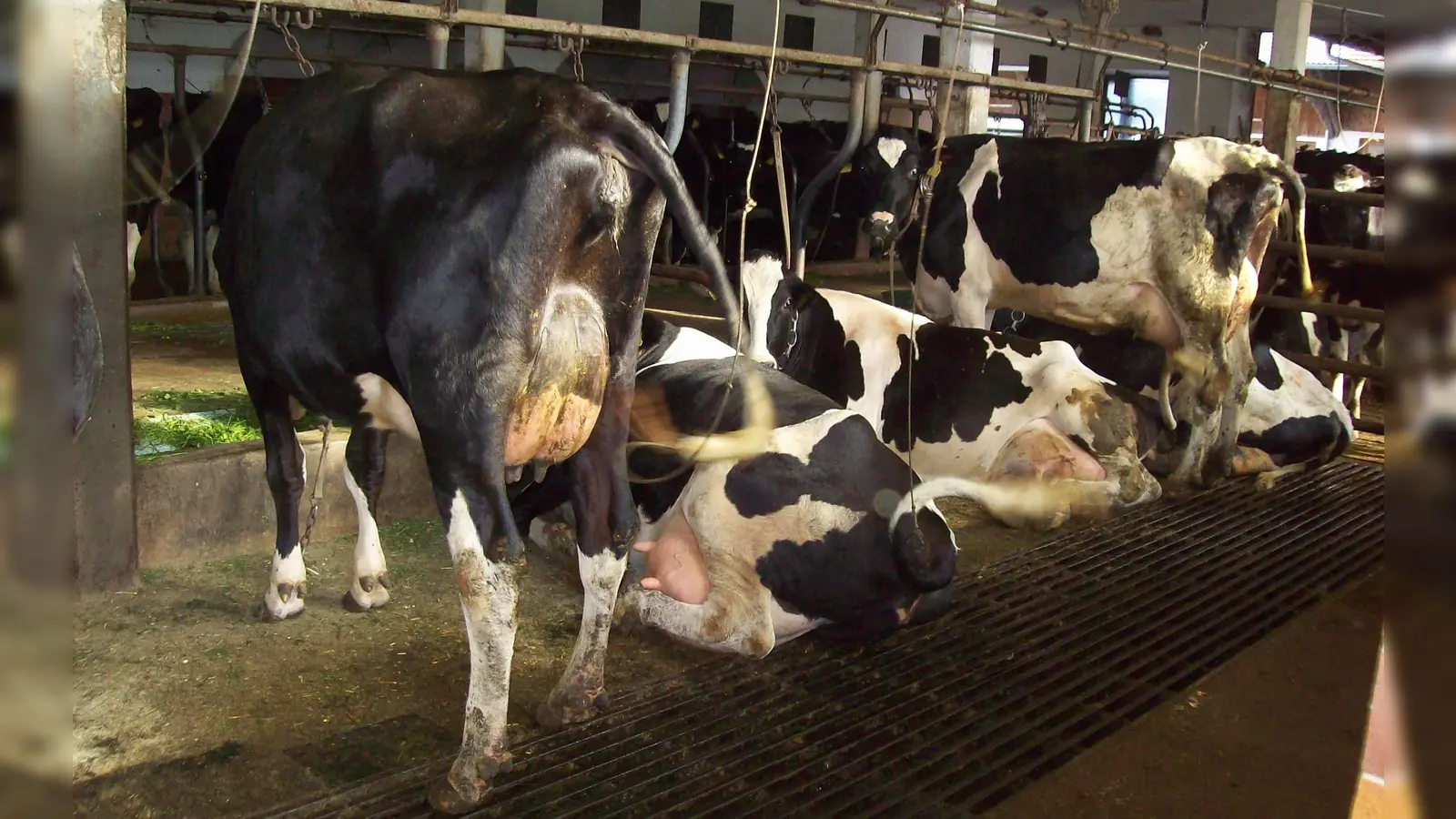 In der Nutztierhaltung wünschen sich Tierschutzvereine ein Verbot der Anbindehaltung - unabhängig von der Tierart. (Foto: Tierschutzverein München )