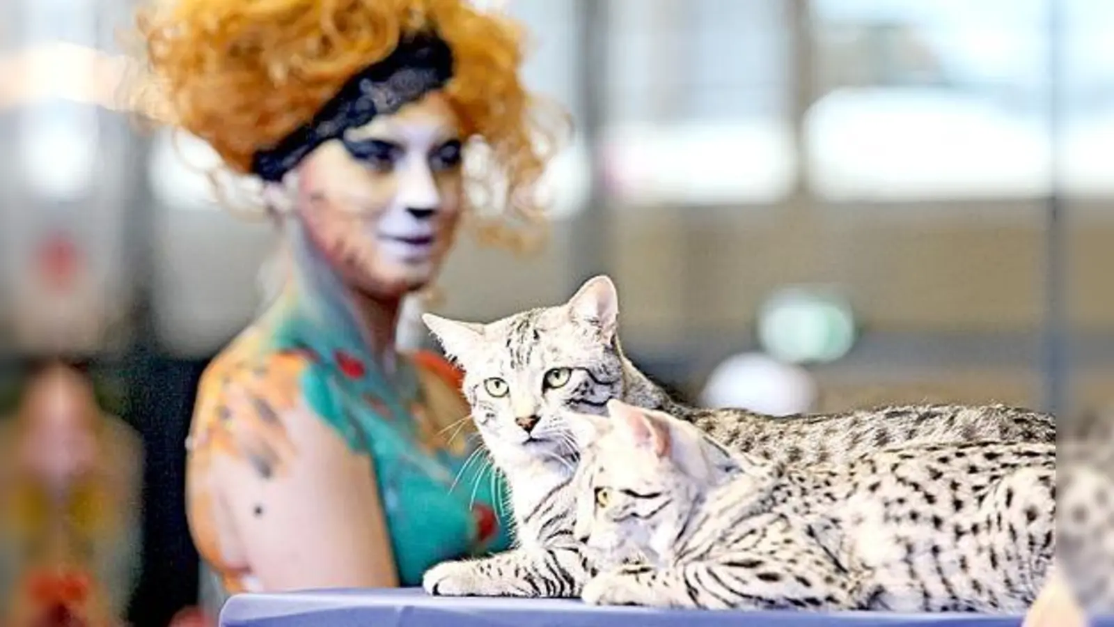 Natürliche Grazie: Katzenschönheiten auf dem Präsentierteller.	 (Foto: Fressnapf)