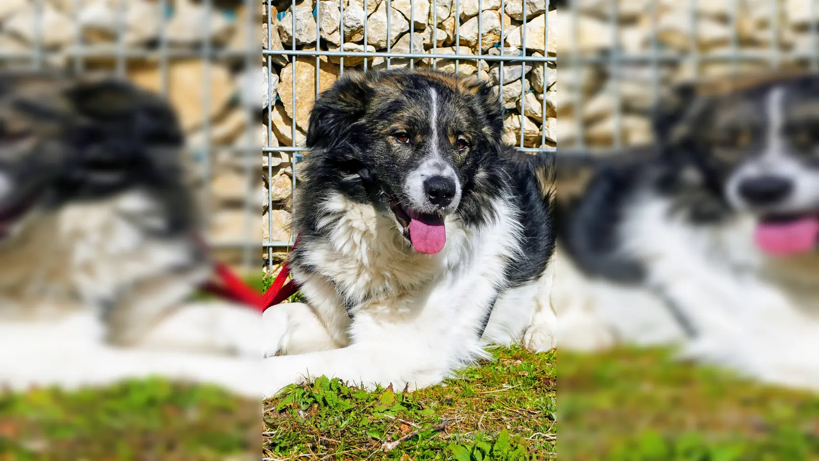 Jungspund Kili. (Foto: Tierheim Riem)