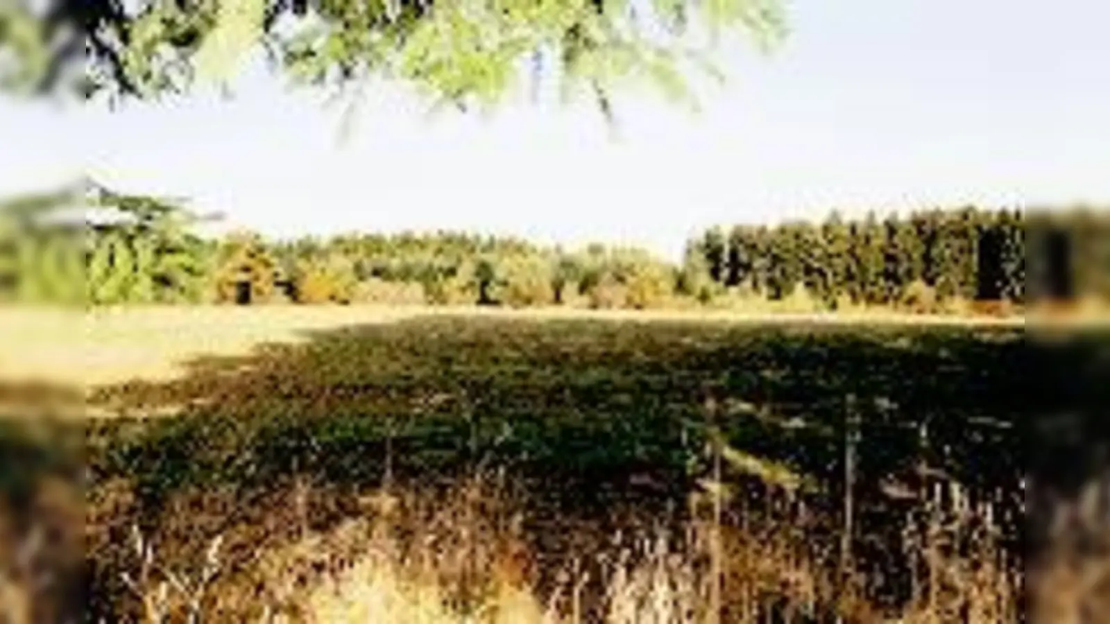 Noch herrscht Natur pur auf den Feldern und Wiesen beim Gut Laufzorn. Bald schon soll hier der Bohrturm stehen!  (Foto: hol)