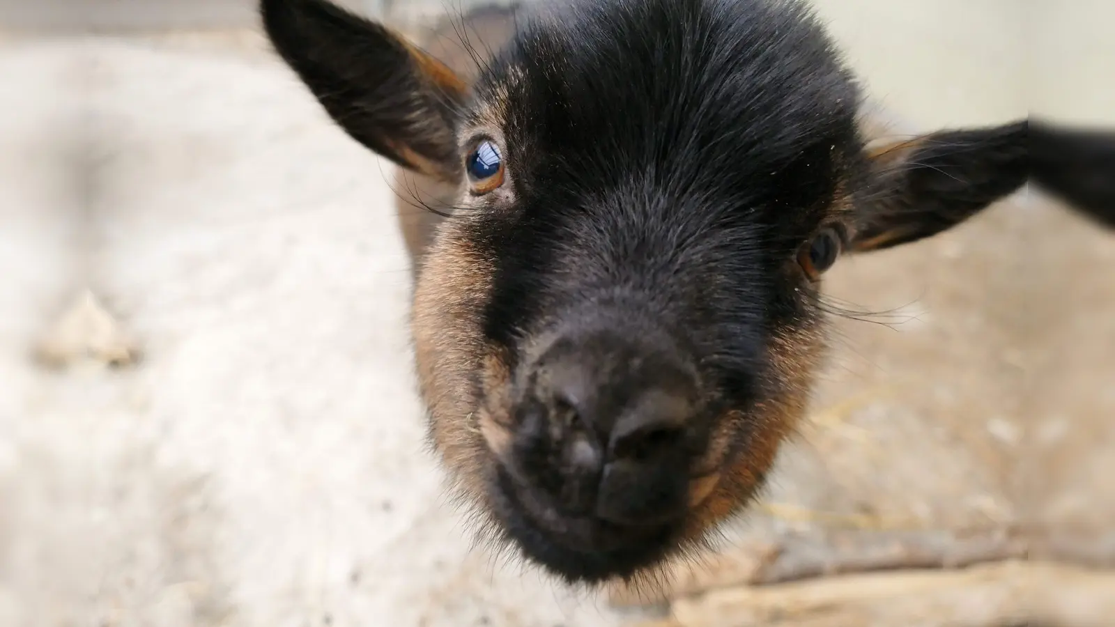 Zwergziege Ronaldo wurde viel zu früh von seiner Mama getrennt und ist auf der Suche nach einer lieben Herde.  (Foto: Tierschutzverein München)