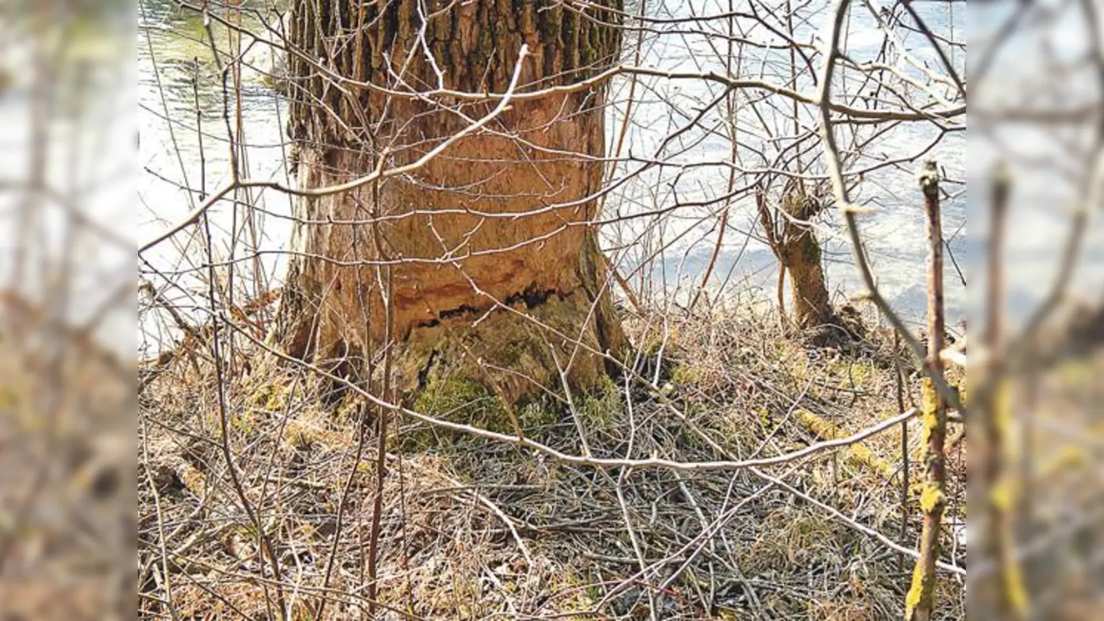 Hier sind Schäden am Stammfuß eíner Weide zu erkennen, zugefügt vom Biber.	 (Foto: Wasserwirtschaftsamt München)