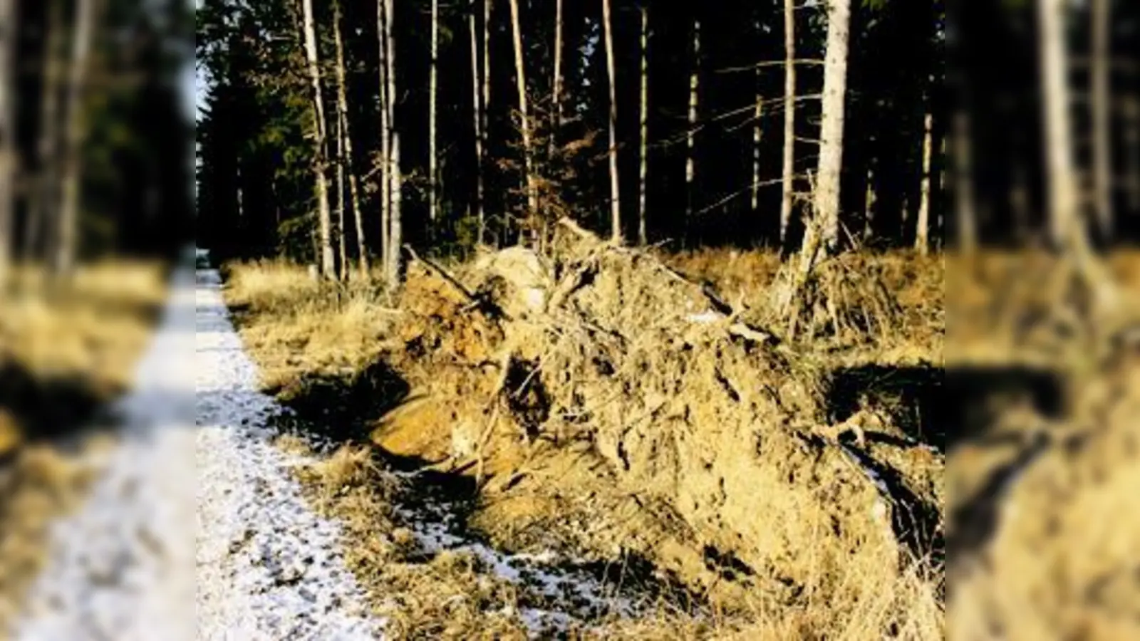 Der Perlacher Forst und seine Schönheit wie sein Erholungswert liegt vielen Menschen und dauerhaften Nutzern am Herzen  mit einem Hearing von Experten will nun der BA die andauernde Streitfragen klären helfen.    (Foto: Hettich)