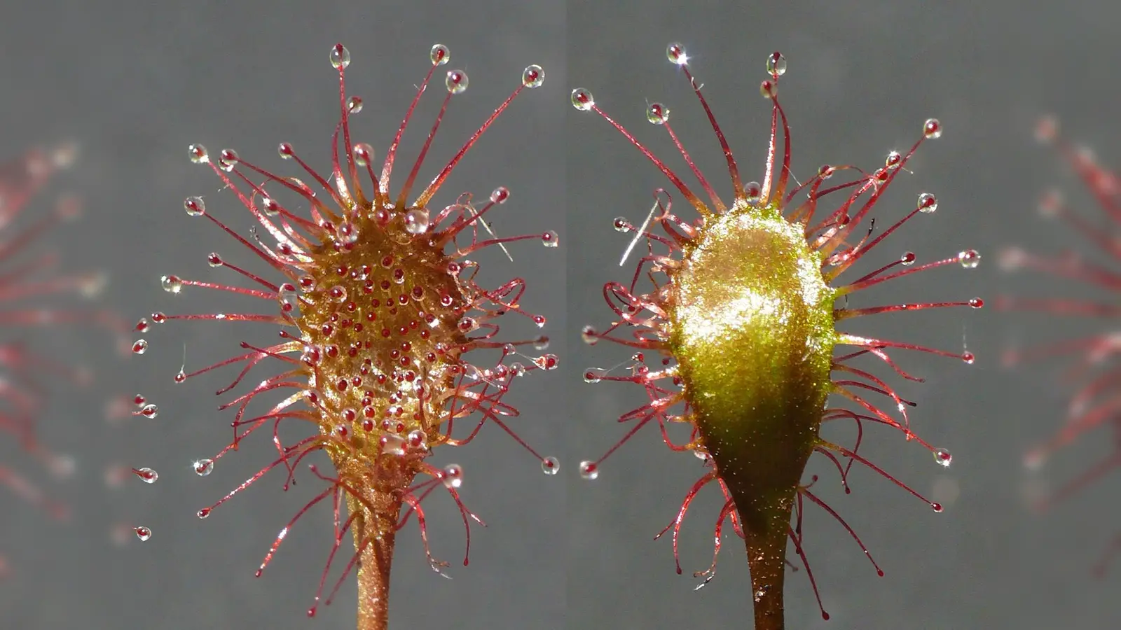 Blätter von Drosera ×bavarica, dem Bayerischen Sonnentau. (Foto: Andreas Fleischmann, SNSB-BSM)