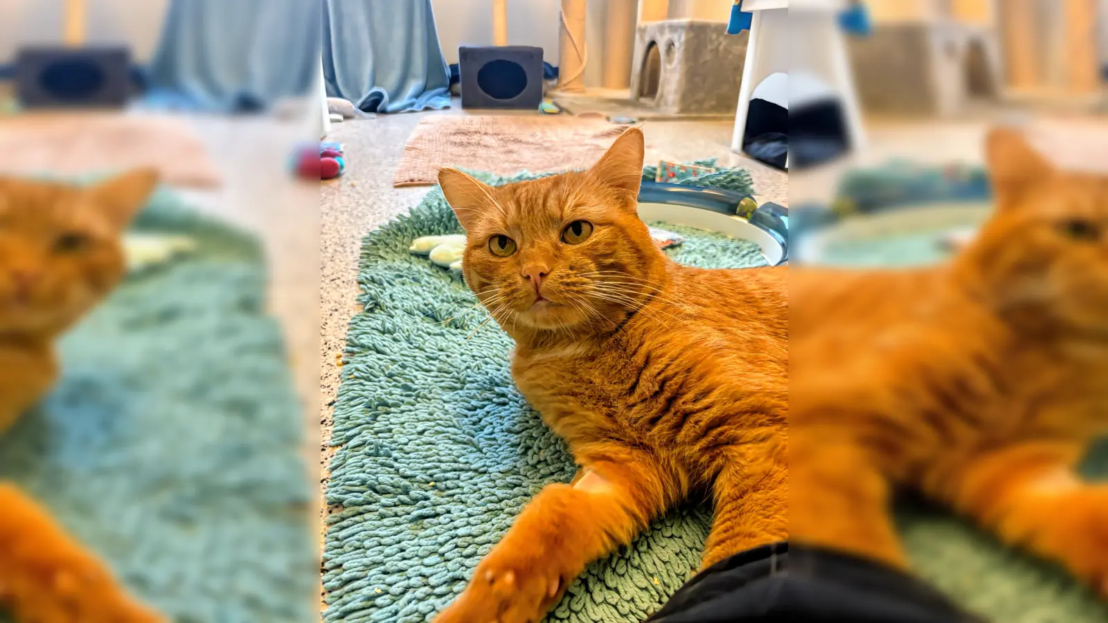 Der sensible und schüchterne Kater „Nik” braucht viel Zeit, um Vertrauen zu fassen. (Foto: Tierheim Riem)