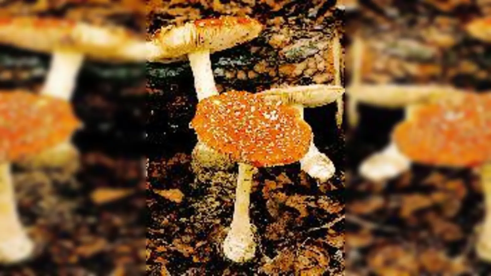 Eindeutig giftig: Der Fliegenpilz.	 (Foto: VA)