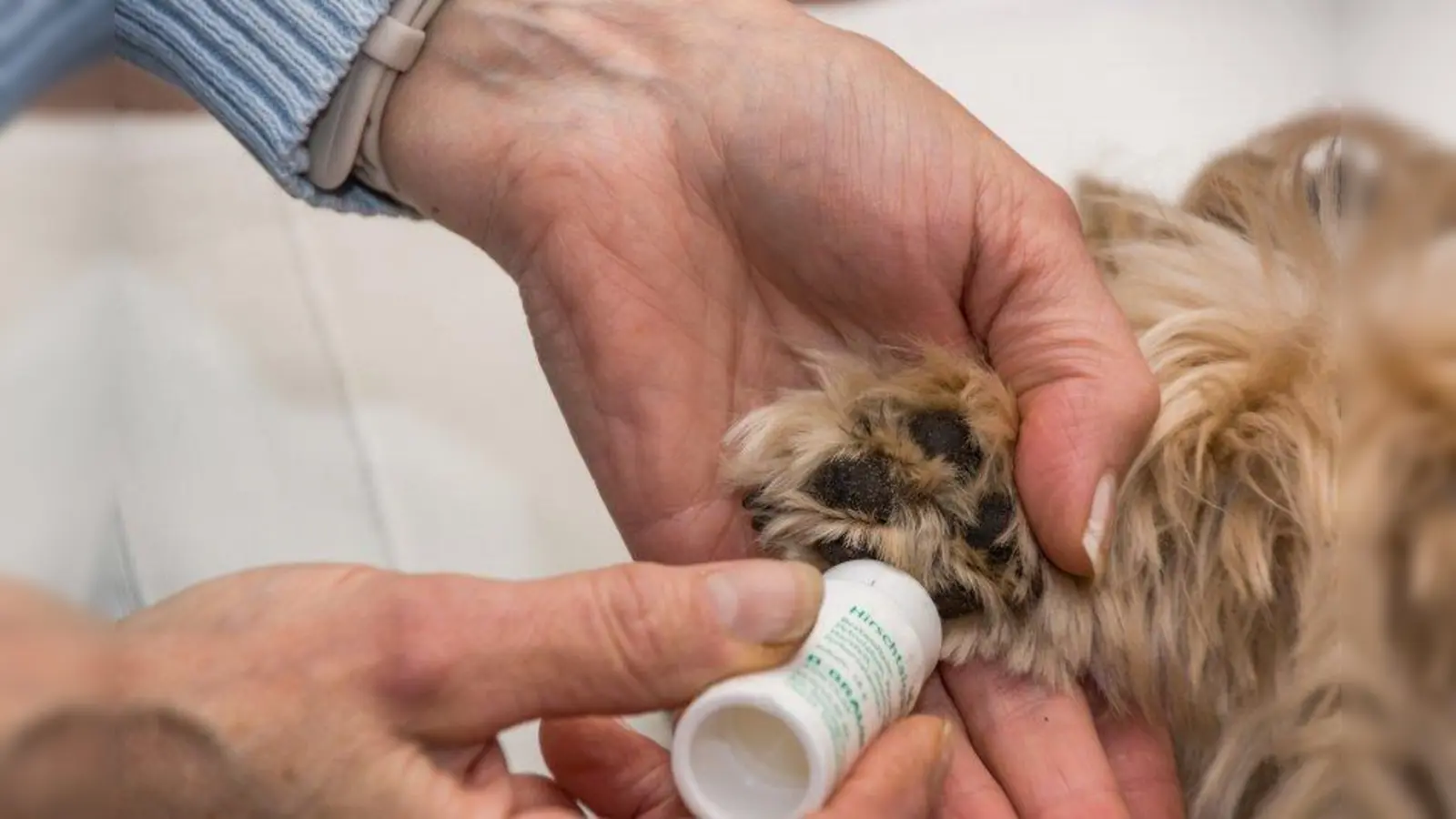 Die Pfotenpflege ist im Winter bei Schnee, Streusalz und Splitt sehr wichtig. Aber auch im Sommer sollte man immer ein wachsames Auge auf die Pfoten der Vierbeiner haben. (Foto: Bernd Kasper/pixelio.de)