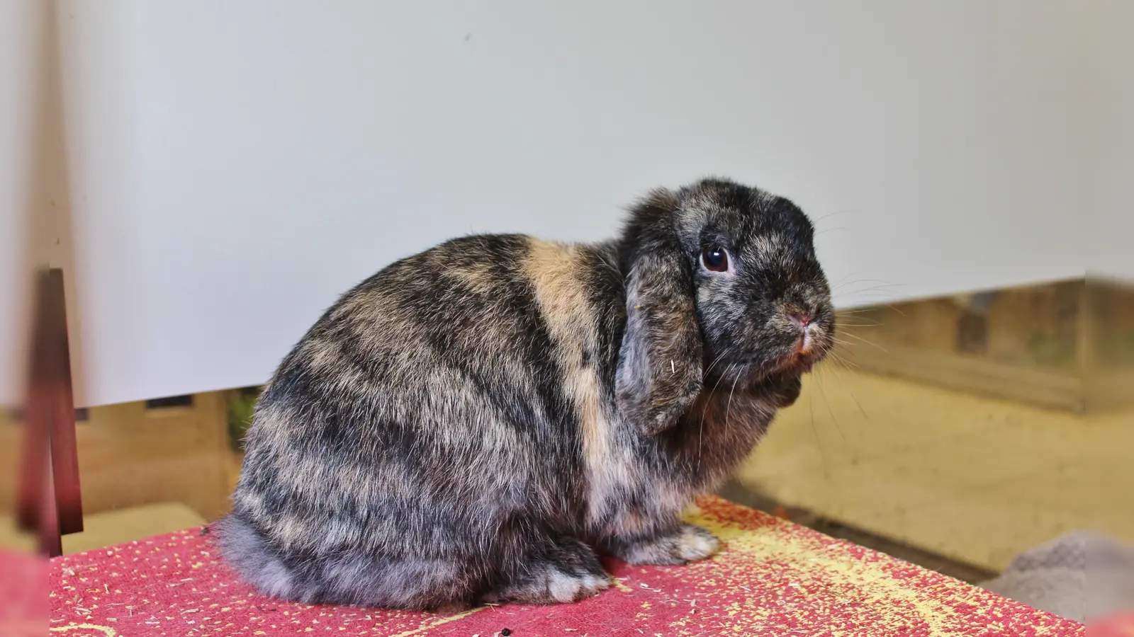 Bong ist inzwischen wieder fit und bereit für ein neues Zuhause.  (Foto: Tierheim Riem)