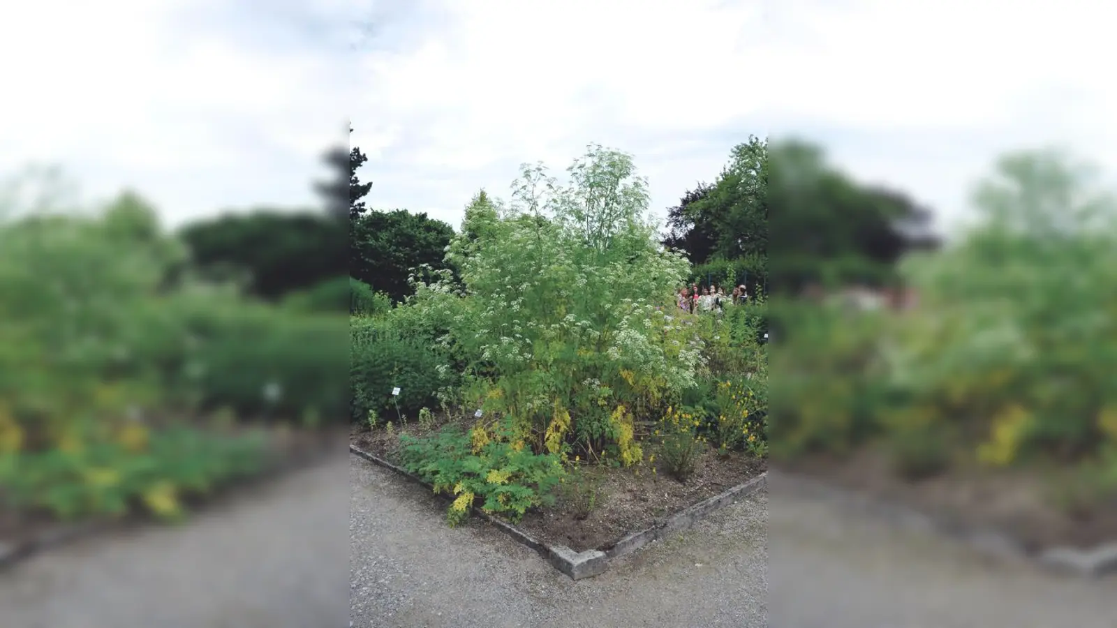 Shakespeare erwähnte zum Beispiel den Schierling in seinen Dramen.  	 (Foto: VA)