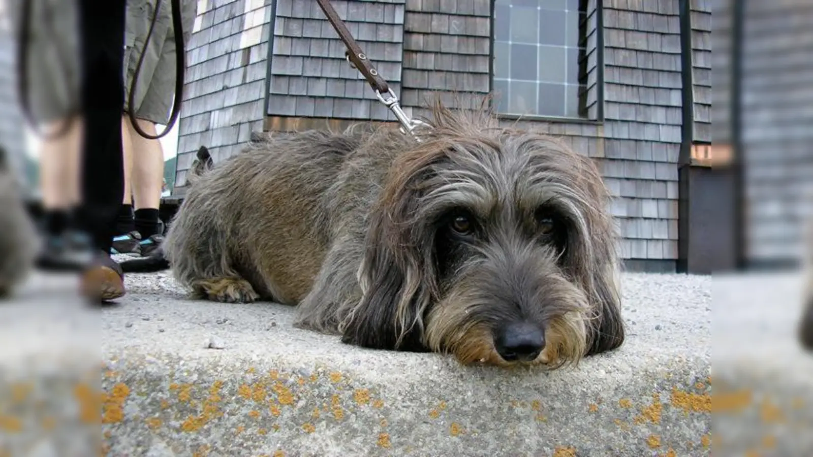 Anton braucht von Montag bis Donnerstag Gesellschaft, wenn Frauchen in der Arbeit ist. Welcher Dackelfreund möchte sich mit ihm anfreunden? (Foto: privat)