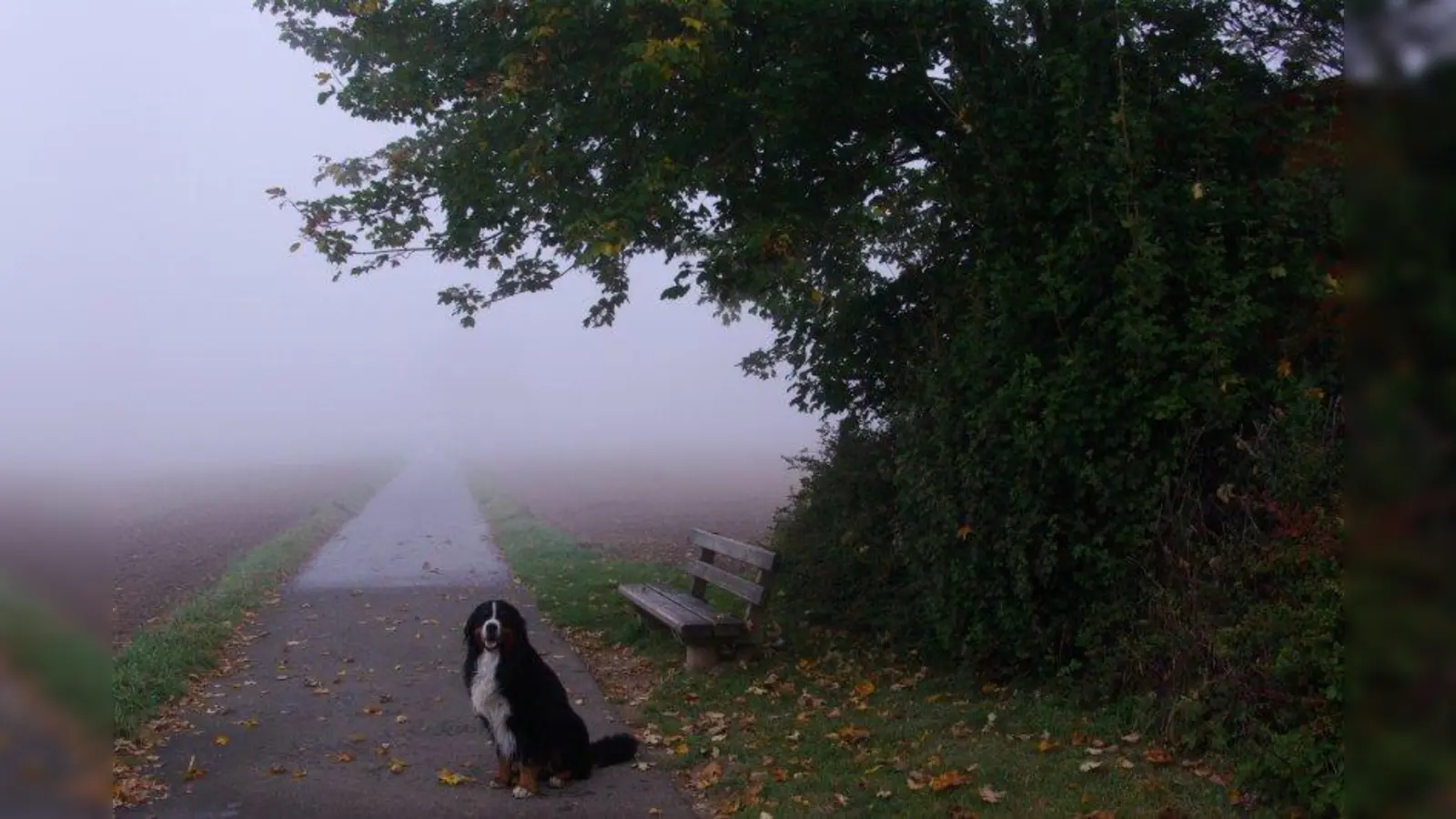 Im Herbst erschwert häufig Nebel die Sicht auf das Tier. Experten empfehlen, den Vierbeiner bei solchen Witterungen lieber an die Leine zu nehmen. (Foto: Echino/pixelio.de)