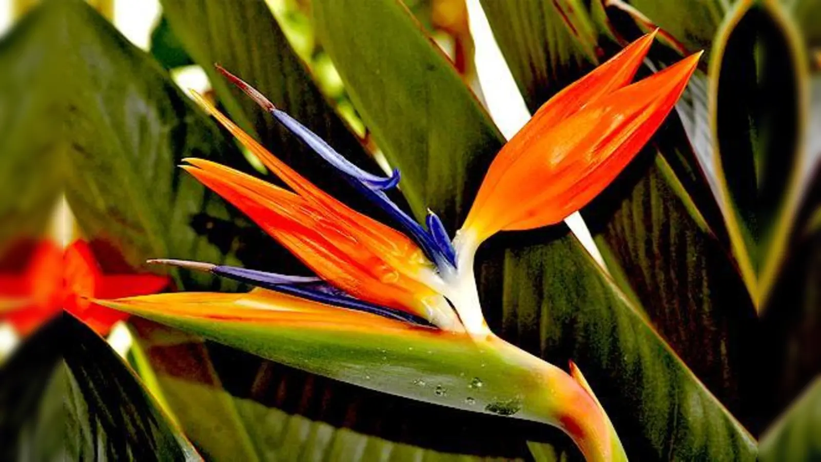 Ebenfalls von Nektarvögeln bestäubt werden die Blüten der aus Südafrika stammenden Strelitzie oder Paradiesvogelblume, Strelitzia reginae. 	 (Foto: VA)
