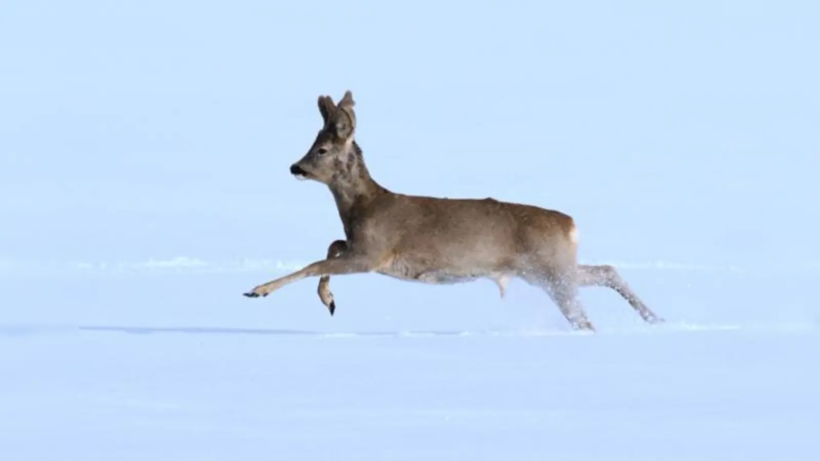 Besonders in der schneereichen Winterzeit sollten Spaziergänger und Sportler Wildtiere nicht unnötig beunruhigen.	 (Foto: Stefan Ott/Agentur Piclease)