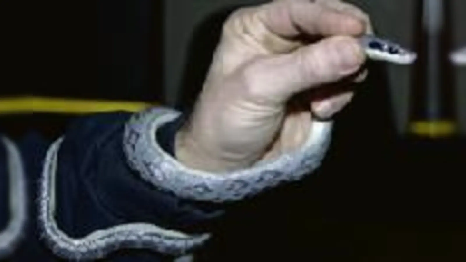 Wieder aufgetaut: Vermeintlich tote Schönnatter erwacht auf der Feuerwache zu neuem Leben.  (Foto: FW)