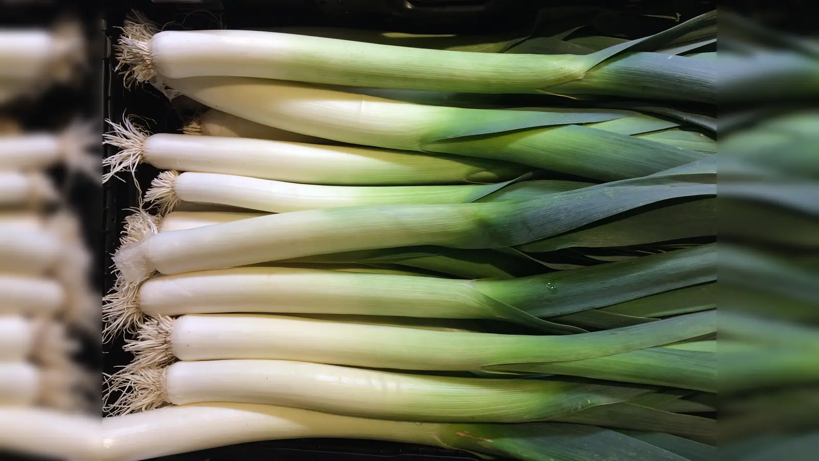 Lauch ist im Moment frisch erhältlich. (Foto: Daniel Mielcarek)