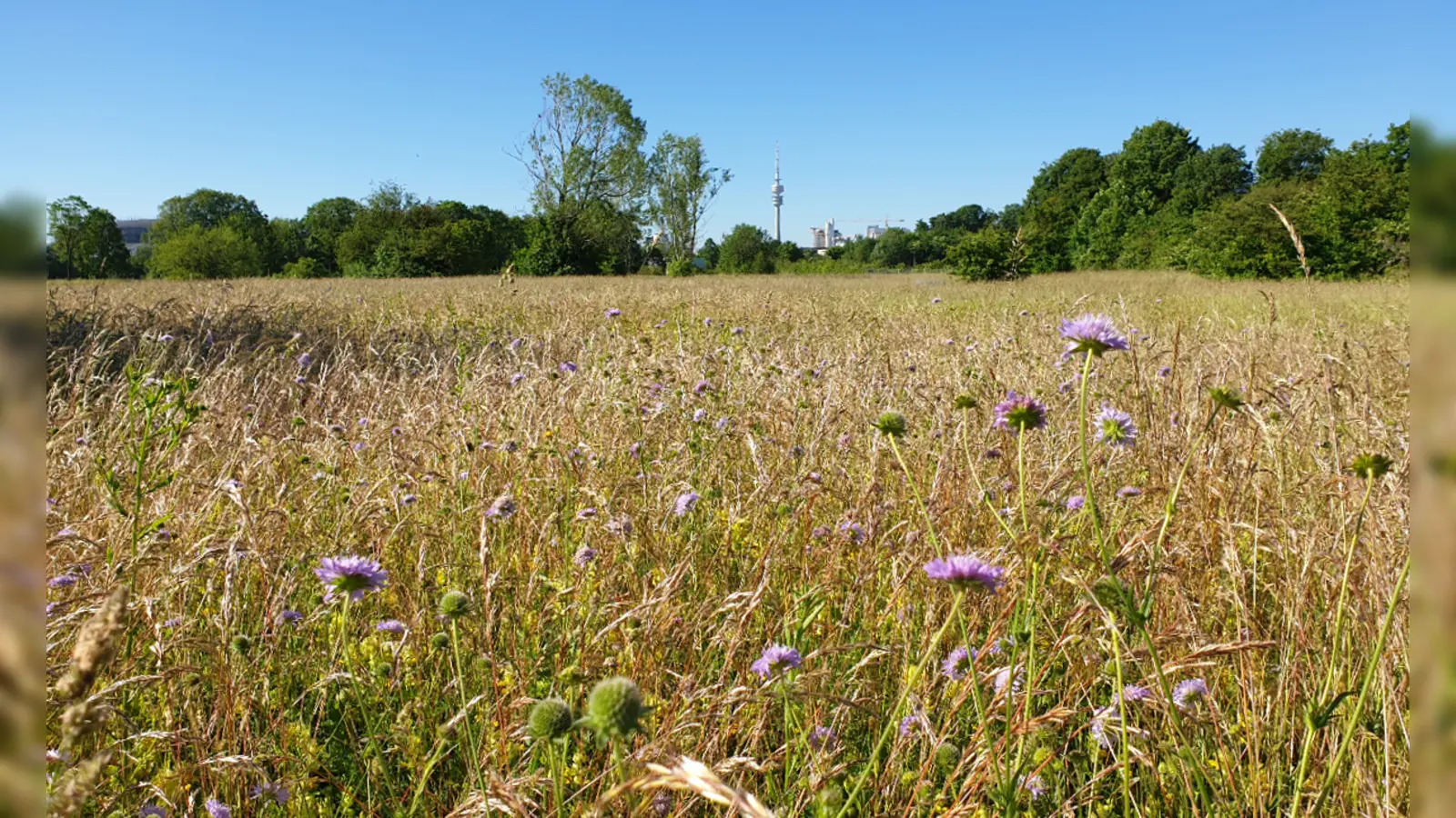 Das Virginia-Depot, früher ein militärisches Lager, ist heute ein Biotop mit seltenen Pflanzenarten.  (Foto: Frauke Lücke)