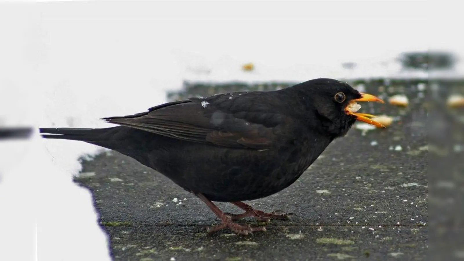 Amseln mögen im Futterhaus am liebsten Rosinen, Hafer- und Maisflocken sowie Sonnenblumenkerne. (Foto: Angelika Wolter/ pixelio.de)