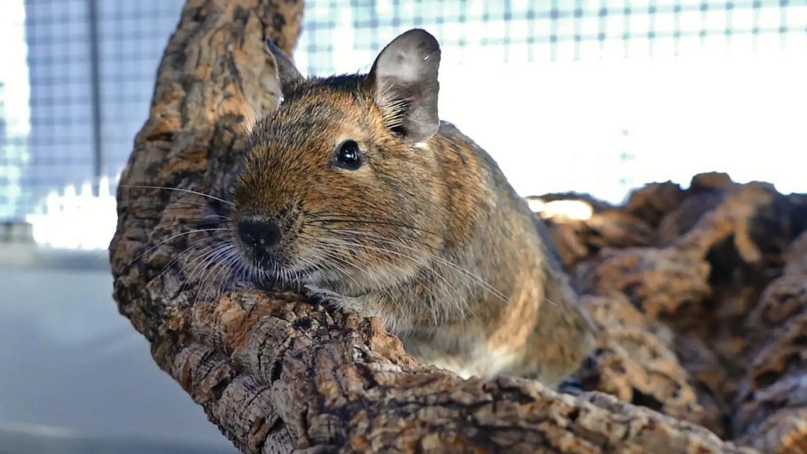 Degus sind äußerst aktiv und benötigen daher viel Raum zum Spielen und Toben. (Foto: Tierschutzverein München)