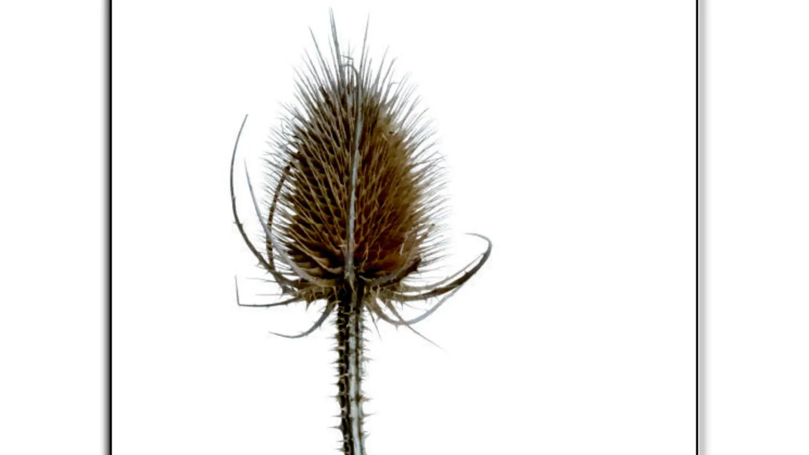 Außergewöhnliche Fotografien von Pflanzen können auf der Ausstellung im Rahmen des „Flower Power Festivals” bewundert werden. (Foto: Bettina Lindenberg)