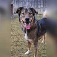 Loisl ist ein kastrierter Rüde. (Foto: Tierheim Riem)