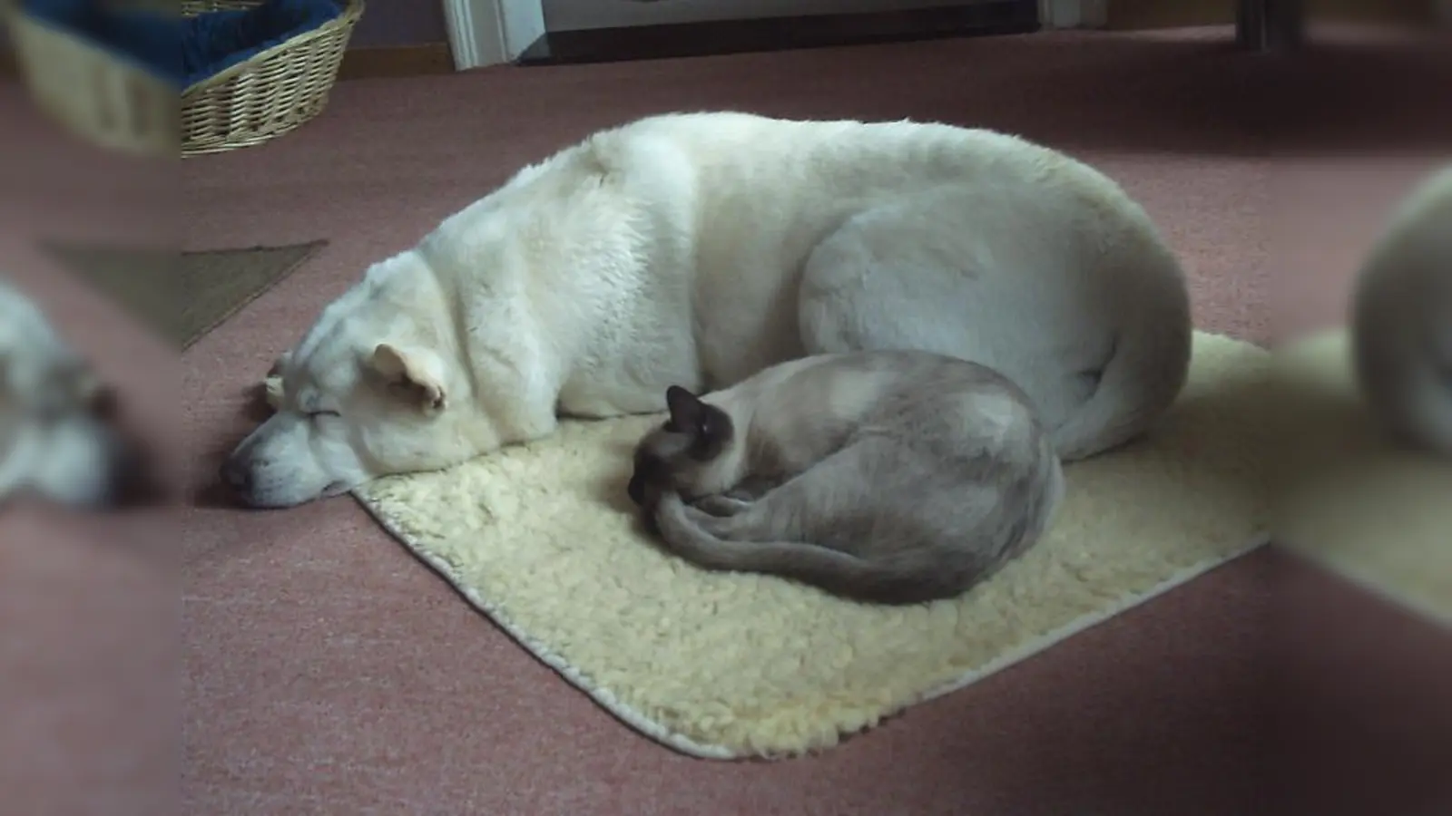 Platz 2: Gepetto (Foto: privat)