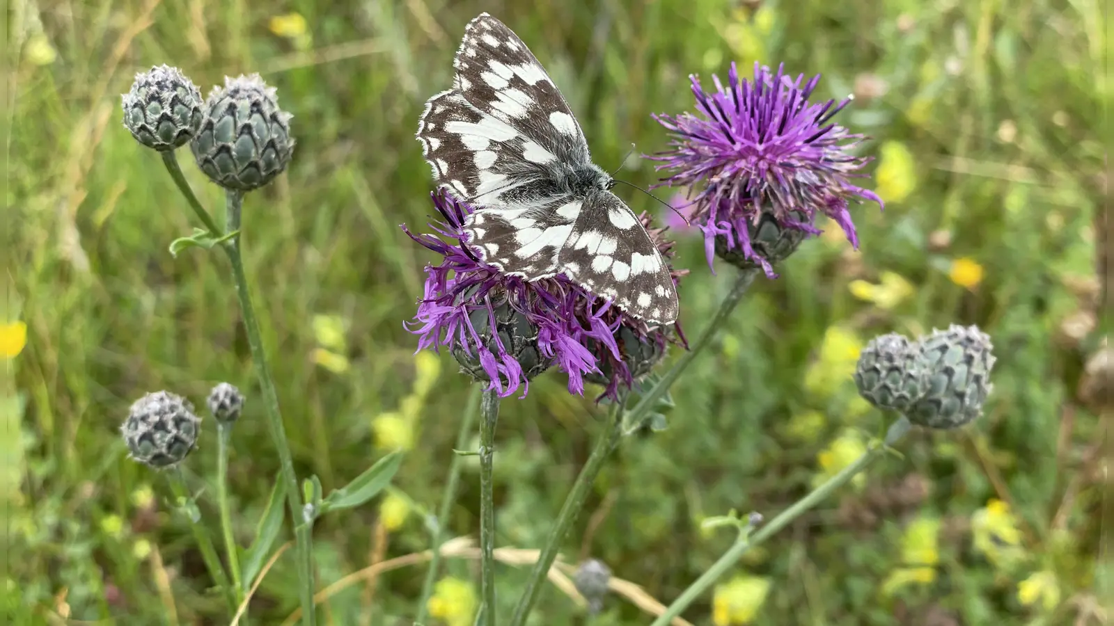 Die Flockenblume bietet Schmetterlingen, wie hier dem Schachbrett, willkommene Nahrung. (Foto: pst)