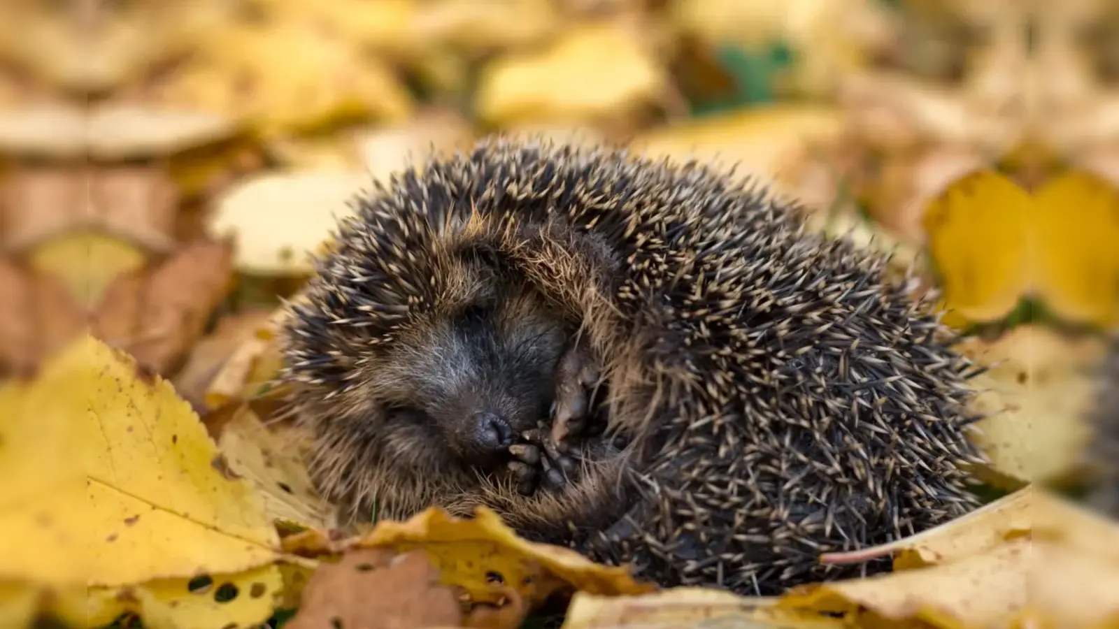Der LBV hält Tipps bereit, wie man Igeln hilft gut über den Winter zu kommen.  (Foto: LBV - Andreas Giessler)